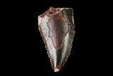 Serrated, Raptor Tooth - Real Dinosaur Tooth #158949-1